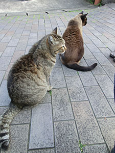 猫伊万里_.jpg