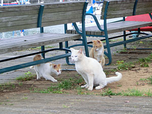 猫佐世保.jpg
