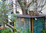 猫1