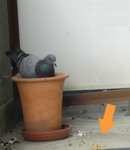 とうもろこしと鳩
